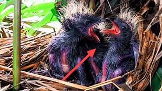 KELAPARAN MENGUBAH BAYI BURUNG SEPERTI MONSTER 