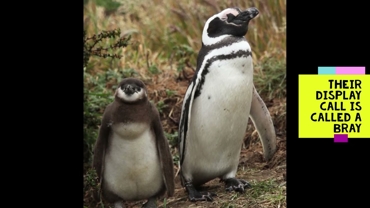 Magellanic Penguin Quick Facts