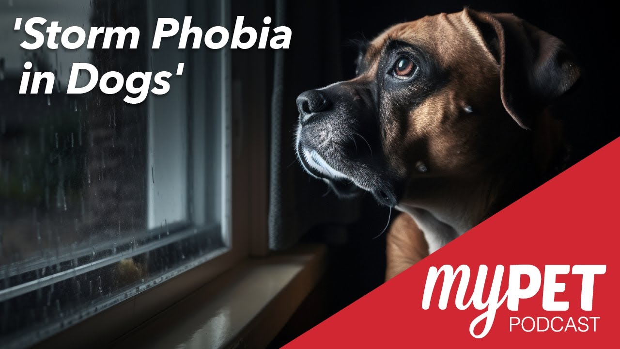 myPET Podcast: Storm Phobia In Dogs - YouTube - Storm Phobia In Dogs
