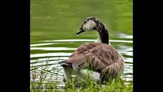 Watch Eliza Gilkyson Wildewood Spring video