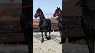 fresian dream horses #horse #equestrianjourney #horseenthusiast #equestrian #horsegirl