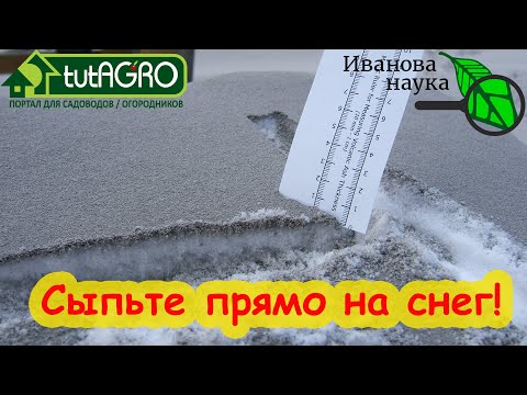 Самая первая подкормка - по снегу. Чернение снега. Сыпьте золу прямо по снегу.