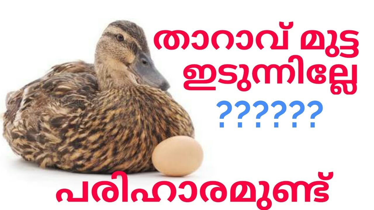 How To Produce More Eggs From Ducks YouTube