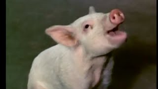 Arnold Ziffel Craves Jellybeans & Lisa Douglas Tries Driving - Green Acres - 1970