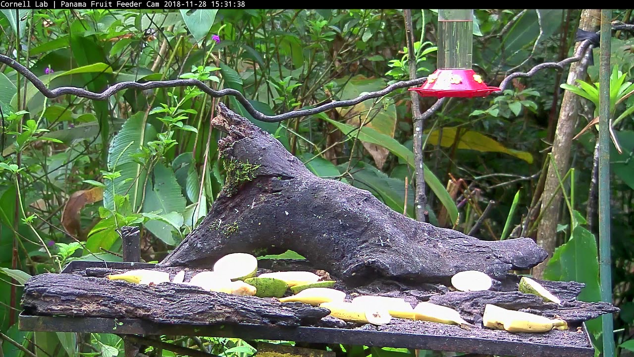 New Cam Species: Mourning Warbler Flits Through Background of Canopy Lodge's Fruit Feeders