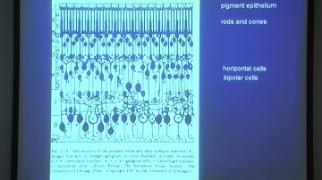 2. Basic layout of the visual system and the retina