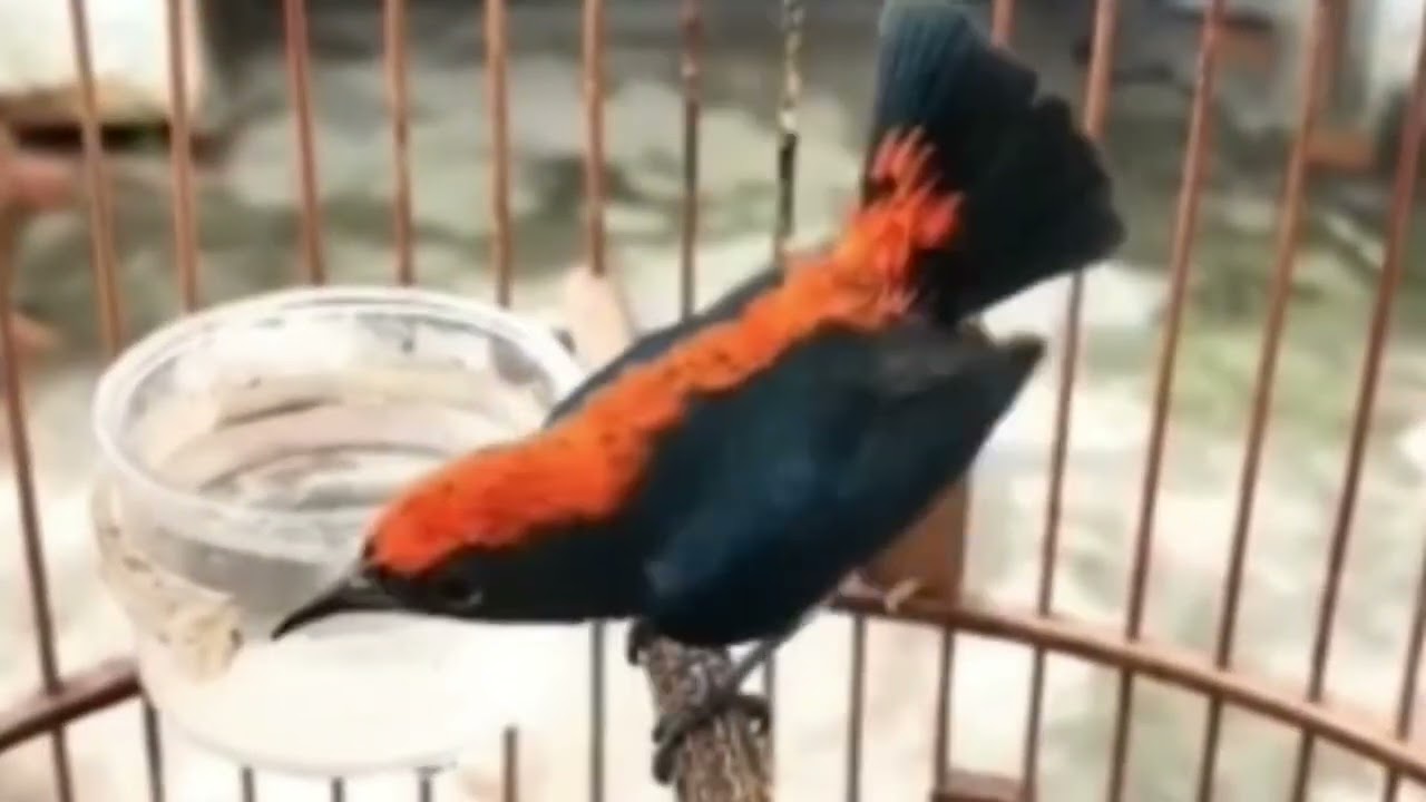 Tiếng chim ốc mít siêu kích bổi