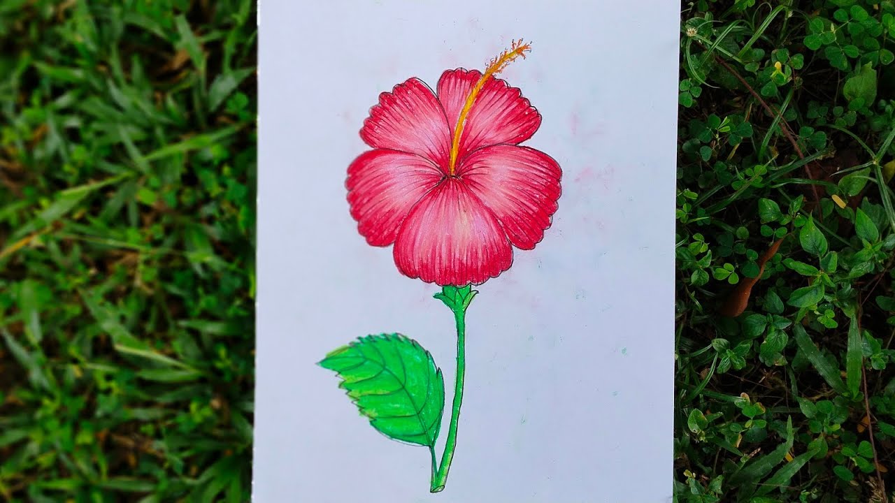 เฆธเฆนเฆเง เฆเฆฌเฆพ เฆซเงเฆฒ เฆเฆเฆเฆพ เฆเฆฌเฆ เฆฐเฆ เฆเฆฐเฆพ || Easy to draw and paint China rose ...