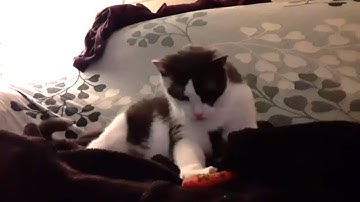 Remy caught a stinky Sardine