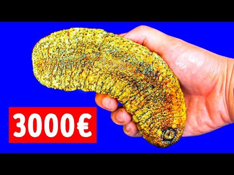 Vidéo: Le concombre de mer est un organisme unique