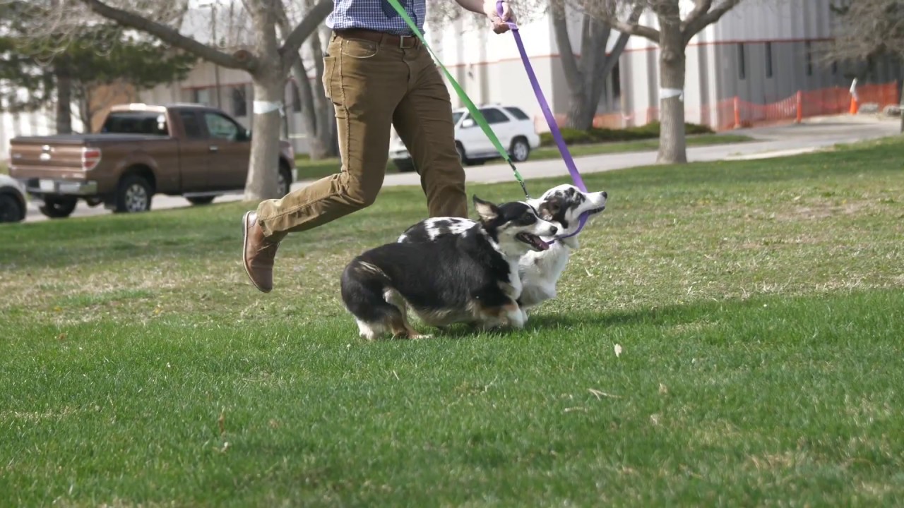 Primary Election Animal Outtakes Video for Unaffiliated Voters