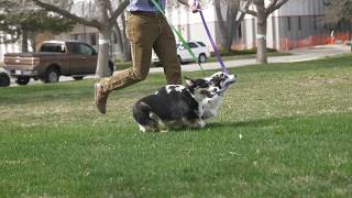 Primary Election Animal Outtakes Video for Unaffiliated Voters