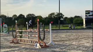 AGANOUS *2017 Aganix du Seigneur x Cassini