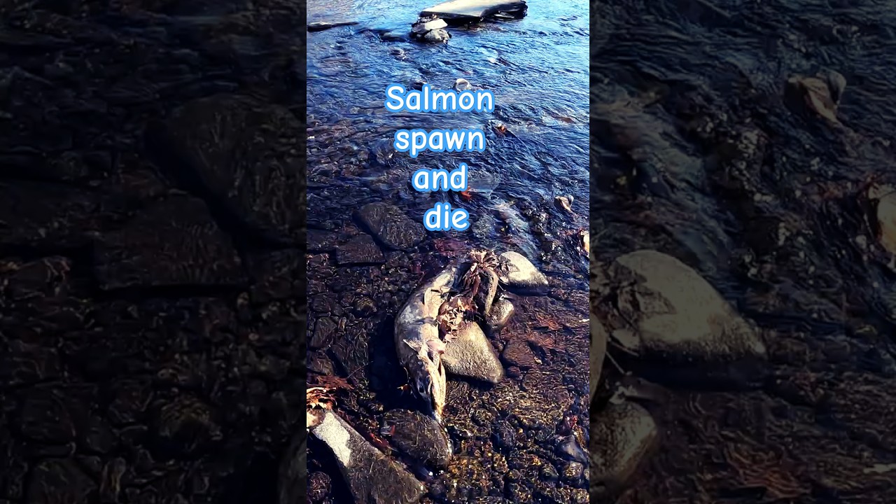 The End of Salmon's Journey | Лосось в Конце Своего Пути 