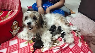 Lasha Apso Gives Birth To 5 Puppies 🐕 ! Finally Delievery Ho Gayi #LashaApso #Puppies