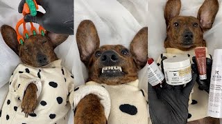 Mini dachshund Head Spa Time, Dog Spa Asmr (With Headphones)