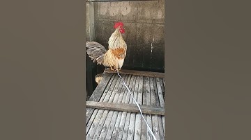 เจ้าโตโล้ไก่ต่อหูขาวลูกผสม