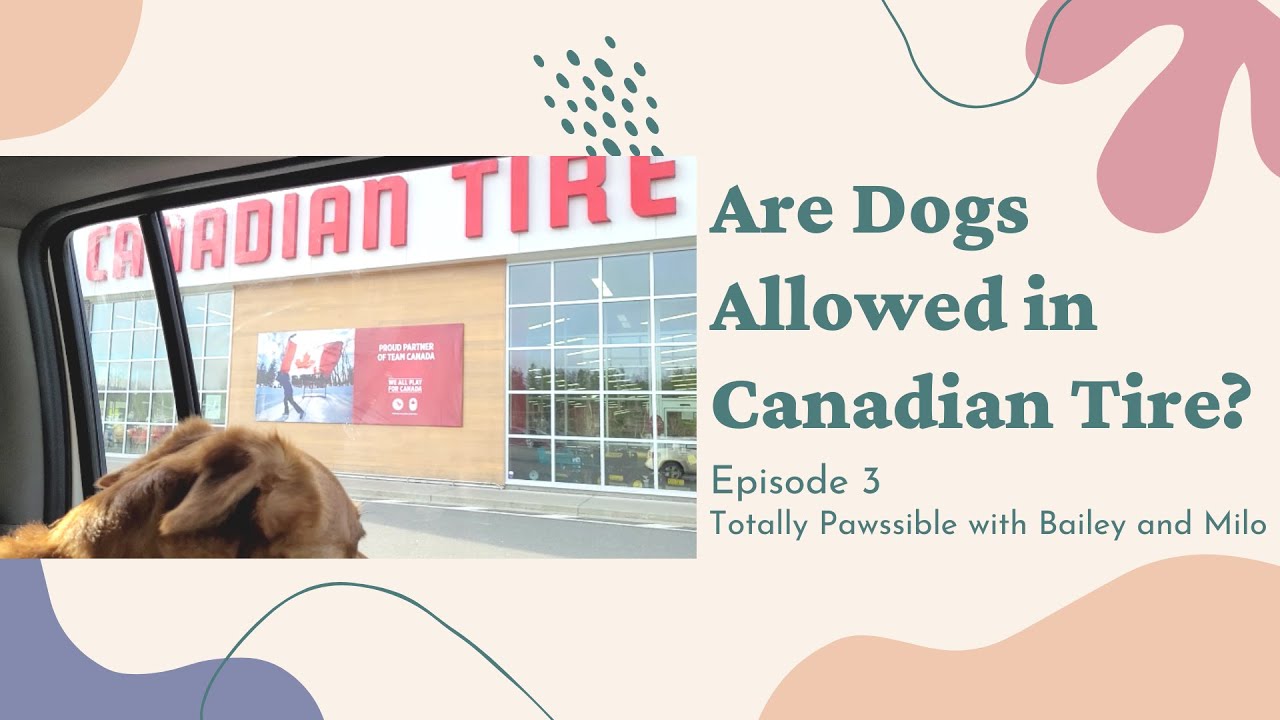 Are Dogs Allowed In Canadian Tire Toronto?
