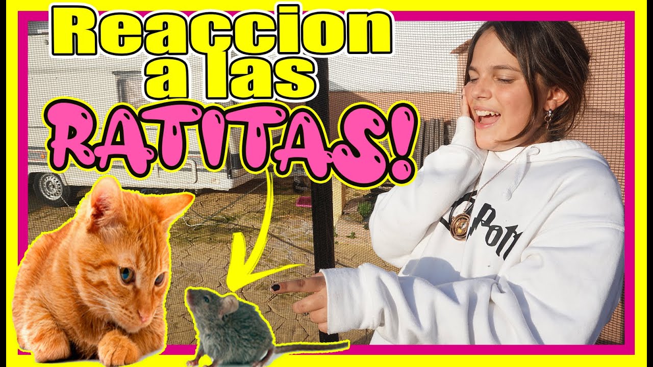 **REACCION** De Mi MASCOTA Gato A Las RATITAS - PAULA BLANCO OFICIAL