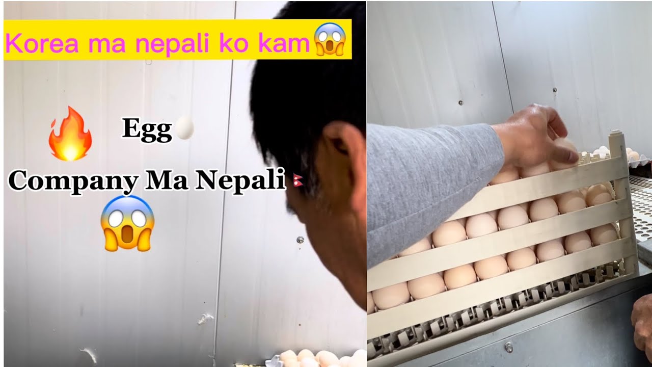 Korea ma nepali ko kam 🔥 Egg🥚Company ma Nepali worker 😱