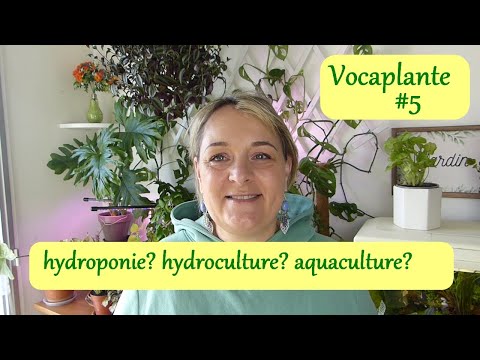 Plantes vertes en Hydroculture, Hydroponie et Aquaculture, quelle est la différence?