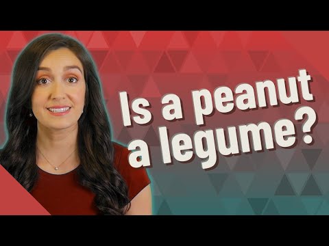 Is a peanut a legume?