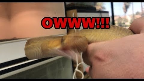 BALL PYTHON BITE!!!