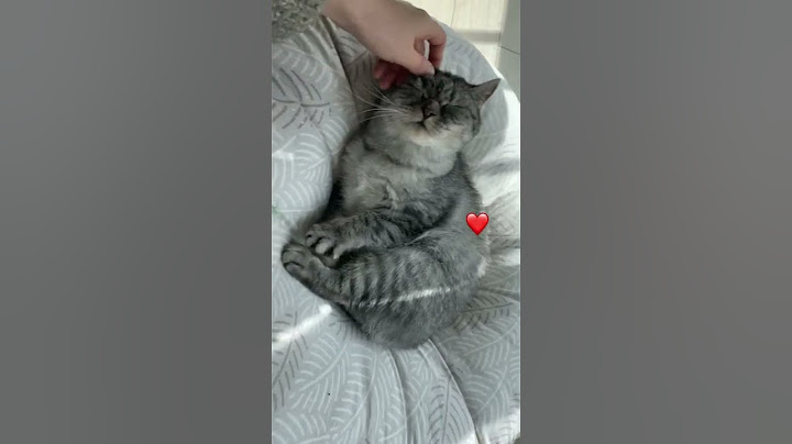 애교둥이❤️ #개냥이 #고양이 #고양이동영상 #고양이브이로그 #고양이애교 #고양이일상 #고양이집사 #애교고양이 #집사일기