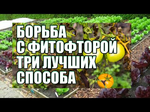 Три лучших способа