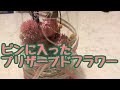 ビンに入ったプリザーブドフラワー