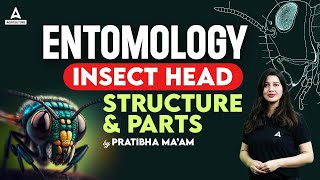 Entomology Insect Head Structure & Parts Short Concepts Of Entomology By Pratibha Maam