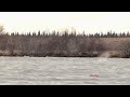 Whales in the Naknek River