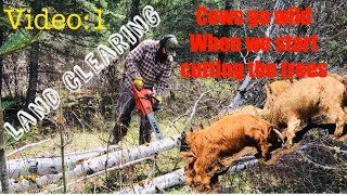 Couple clears land to raise cows! Tractor does work!