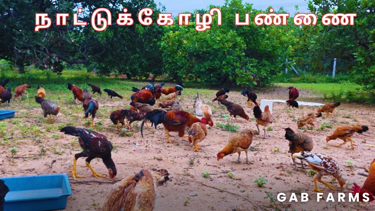 🌿 “நாட்டுக் கோழிகளுடன் 🐓