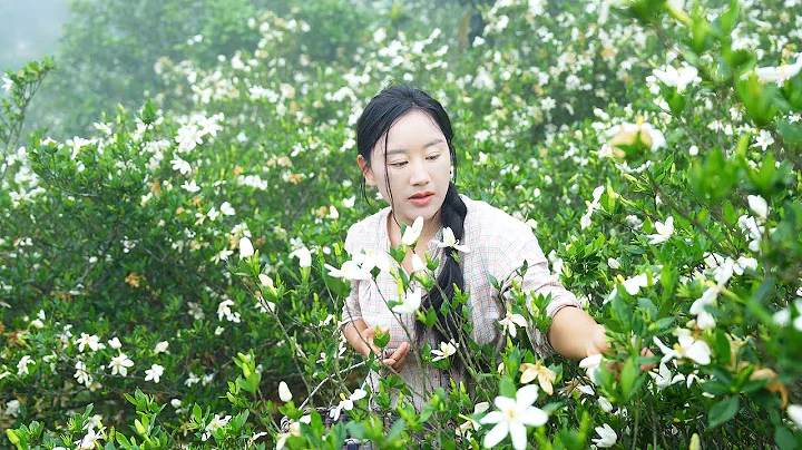 （Gardenias）梔子花開，香遇盛夏 | 捧一把梔子花赴夏，將恬淡又熱烈的花香融進時光。輕輕吟唱，慢慢生活，只道是尋常。【鄉愁沈丹 Shen Dan】 - 天天要聞