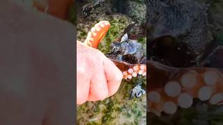 Feeding Mark the Octopus