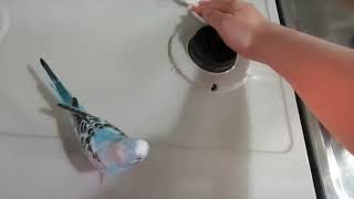 ナッツくんがコンロの掃除を手伝ってくれたよ＼(^_^)／セキセイインコ【ナッツ】くん/Helped me clean the stove ＼(^_^)／Budgie by ころころナッツくん 1,815 views 1 year ago 49 seconds