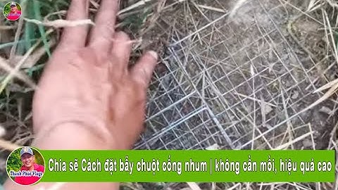 Chia sẽ Cách đặt bẫy chuột cống nhum | không cần mồi, hiệu quả cao | Thanh Phúc Vlogs