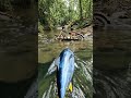 Yellowfin Tuna POV Tiny Camera Chases a High-Speed Ocean Hunt #microexploration #wildlife #tinyworld