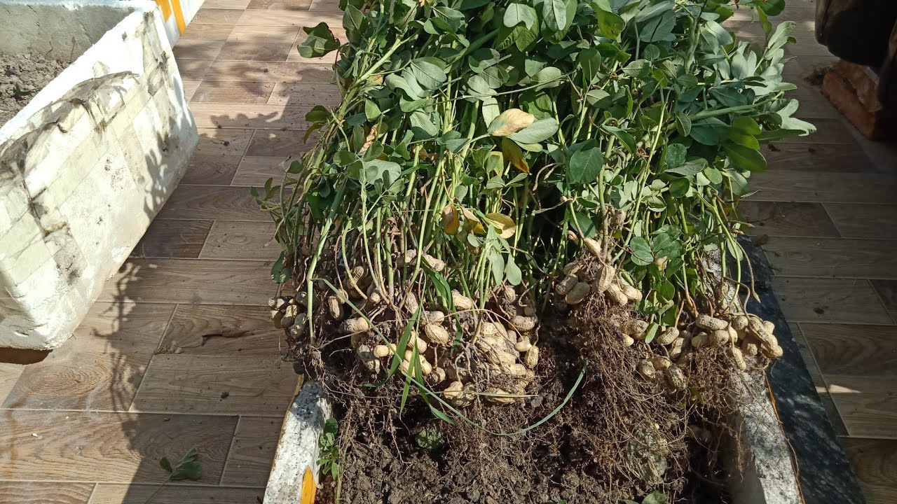 Hướng dẫn cách trồng lạc trong thùng xốp