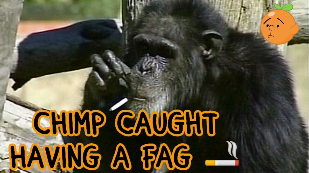 Chimp Caught Smoking - Karl Pilkington Monkey News - YouTube