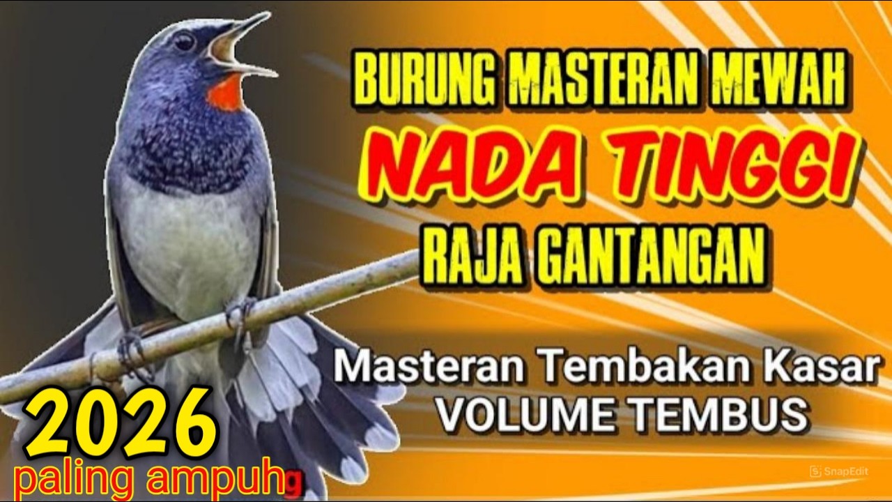 MASTERAN RAHASIA PARA JAWARA! Burung Auto Gacor Tanpa Setting