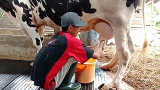 #1. Peternakan sapi perah | Aktivitas harian di peternakan sapi perah | Sowi Farmer