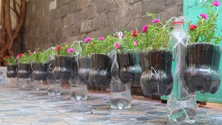 Reusing plastic bottles into flower pots, which dont need watering | DIY garden