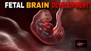 “Fetal Central Nervous System Development Explained”