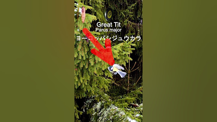 鳥🐦Cute Bird💨ヨーロッパシジュウカラ🐦유럽박새 - 天天要聞