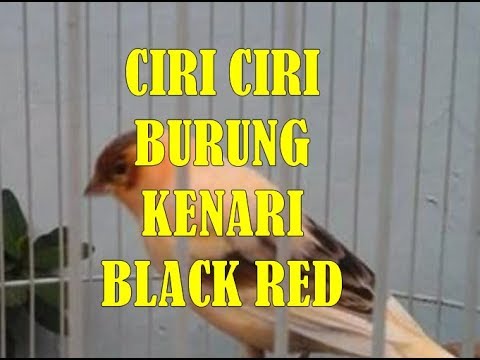 Ciri Ciri Dan Harga Burung Kenari Black Red Terbaru 2019 Funnydog Tv