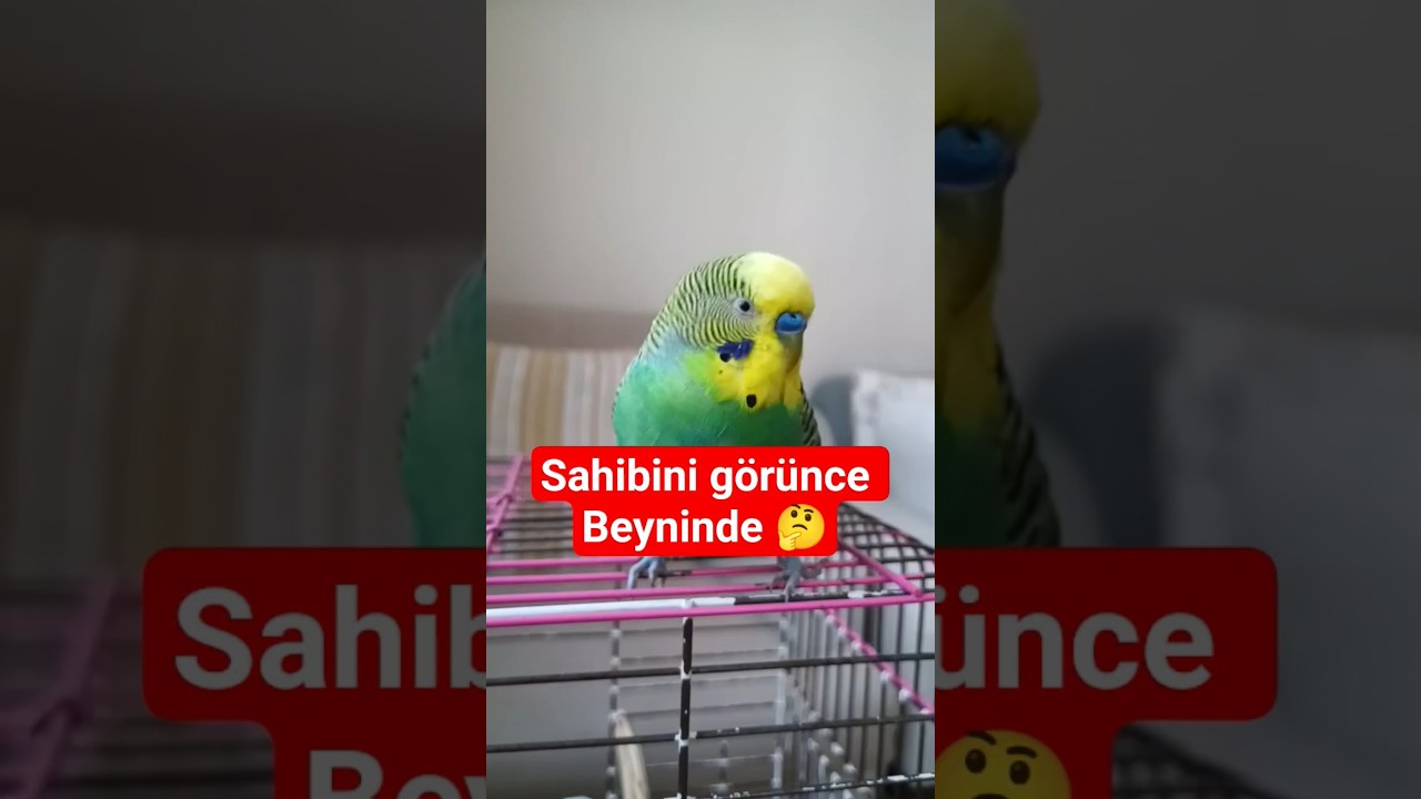 Kuşlar Sahibini Gördüğünde Beyninde Ne Oluyor? | Bilimsel Gerçek! 🧠🐦 #muhabbetkuşu