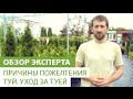 Почему желтеет и сохнет туя и что делать
