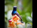 ชวนมาดูนกด้วยกัน #นกเมืองไทย #birdsofthailand #นกในธรรมชาติ #birdsinnature #ดูนก #birdwatching